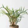 Philodendron – Tortum – 4″ Pot